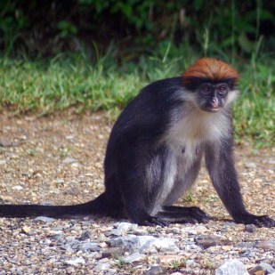 Wildlife of Tanzania