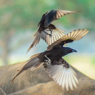 Birding in Uganda