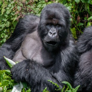 Going To Uganda for Gorilla Trekking