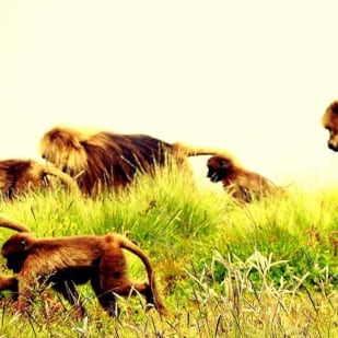 Trekking At the Simien Mountain