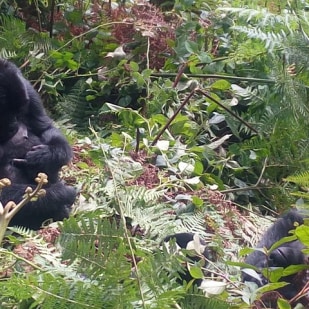 Gorilla Trekking in Uganda