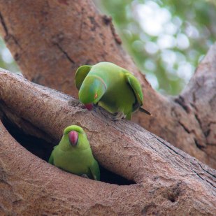 Birding in Keoladeo National Park