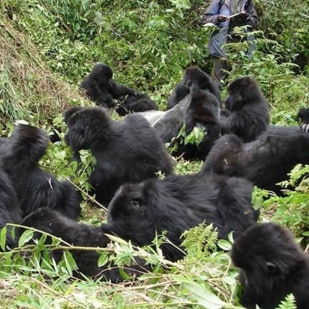 Uganda Gorilla Safaris