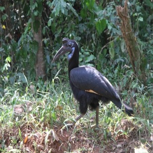 Bird Watching Safari Tours - Uganda and Rwanda
