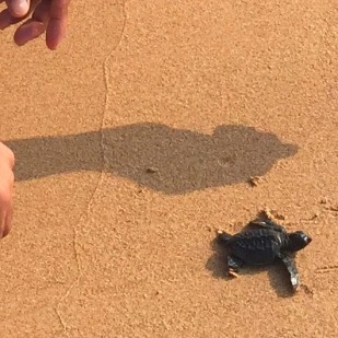 Turtle Hatcheries in Sri Lanka 