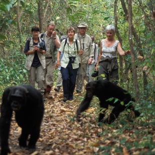 Chimpanzee Habituation in Rwanda