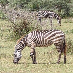 Facts About Zebras