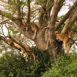 Lake Manyara National Park