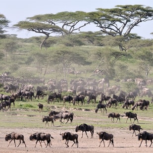 Witness Wildebeest Migration - Ndutu