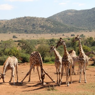 African Wilderness Safari Holidays – For Every Type Of Traveller