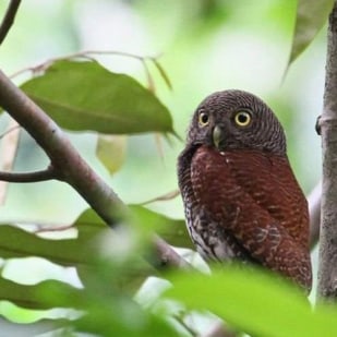 Bird Watching in Sri Lanka