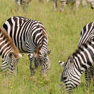 Katavi National Park of Tanzania