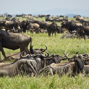 Great Serengeti Wildbeest Migration