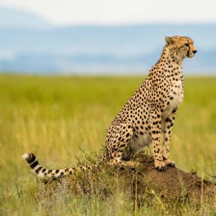Luxury safari in Tanzania