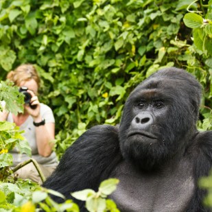 Things You Should Know Before Going Gorilla Trekking!