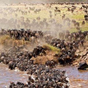 Serengeti Wildebeest Migration