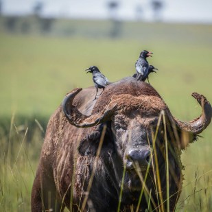 African Buffaloes In Uganda