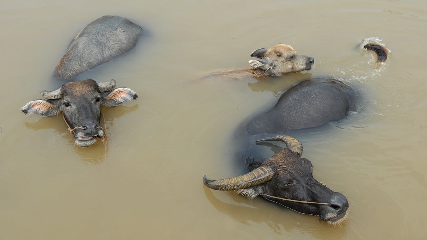 11-Hour Panggang Swamp Buffalo Tour From Banjarmasin