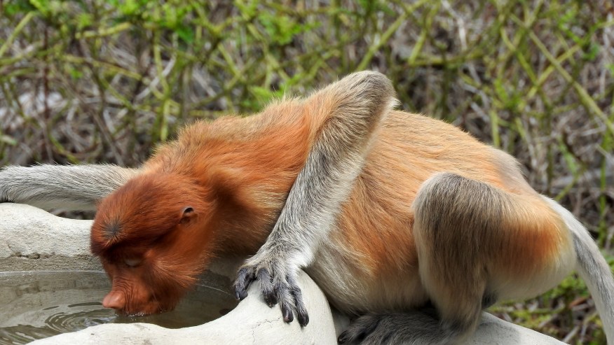 Monkey quenching his thirst