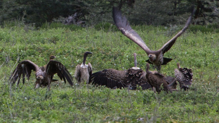 Vultures in the crater