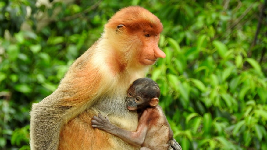 Long-Nosed Proboscis Monkey with its infant