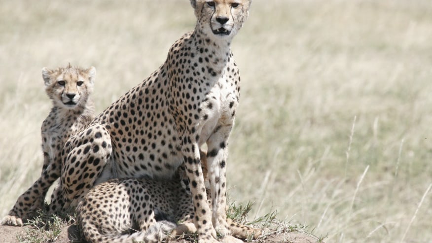 Cheetah with its cubs