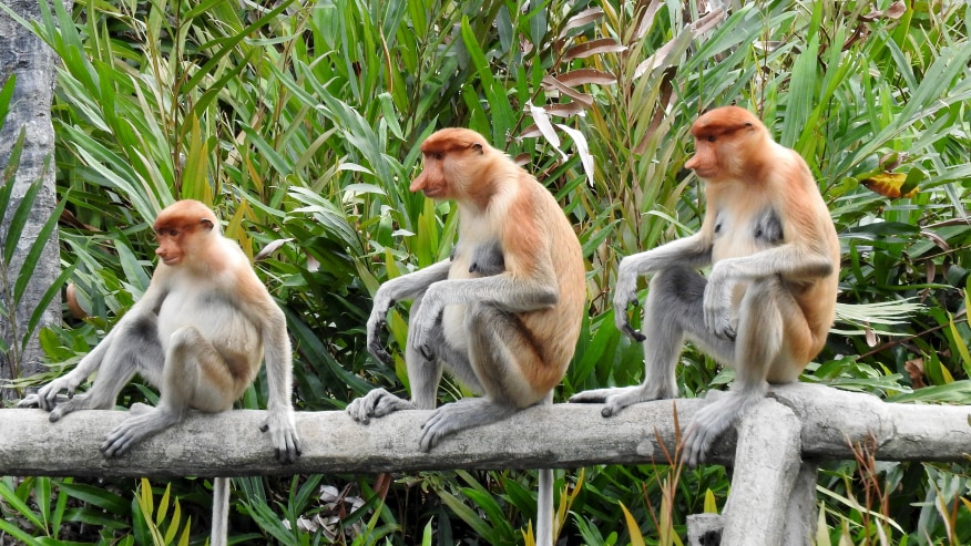 Proboscis Monkeys