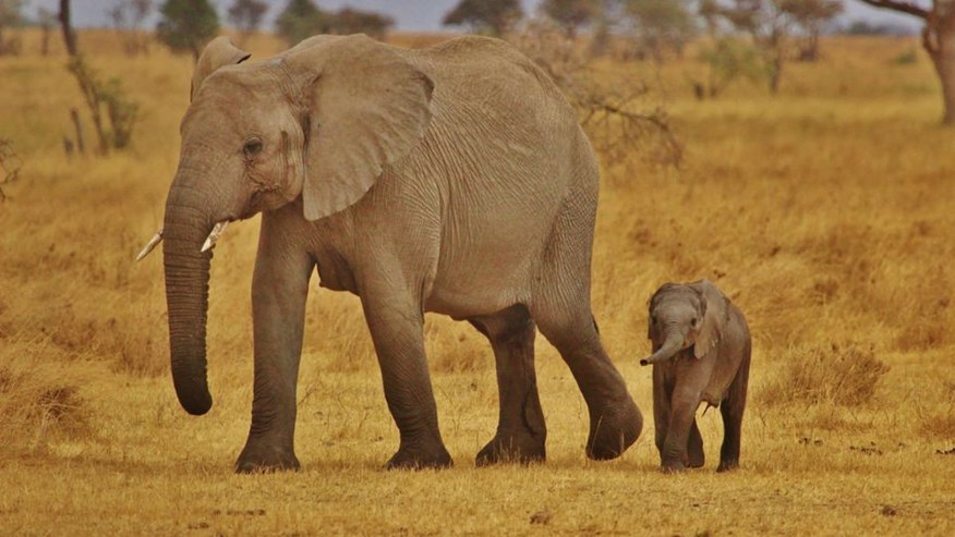 Elephant with its baby in the park.