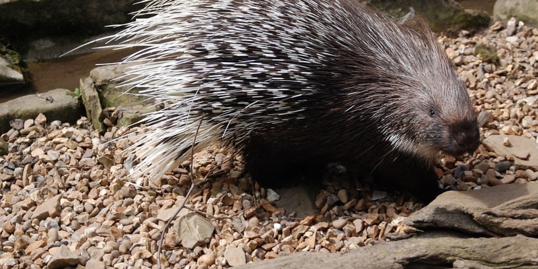 Porcupines have no defence against the quill trade – letting nature back in