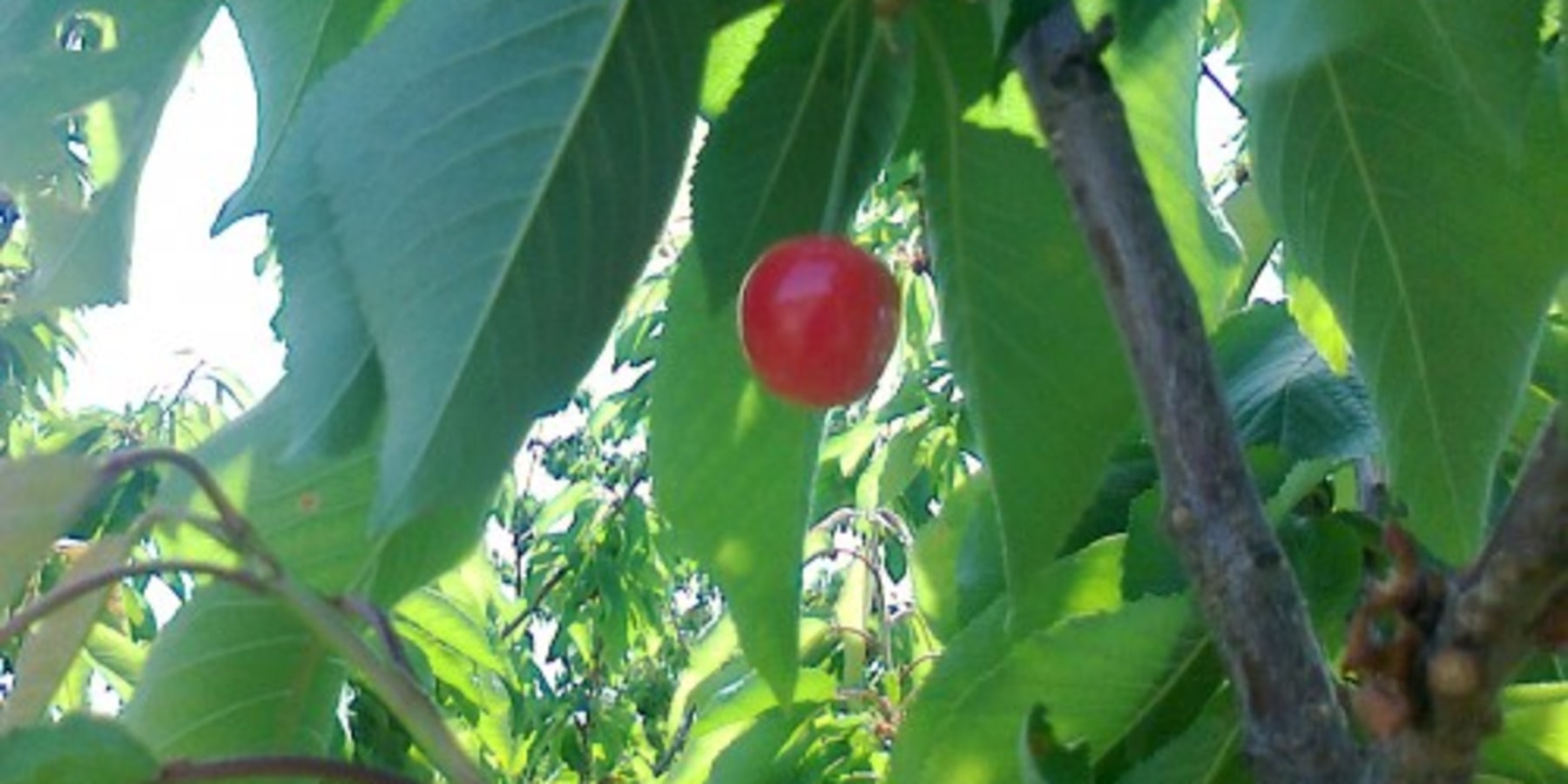 Article cover image