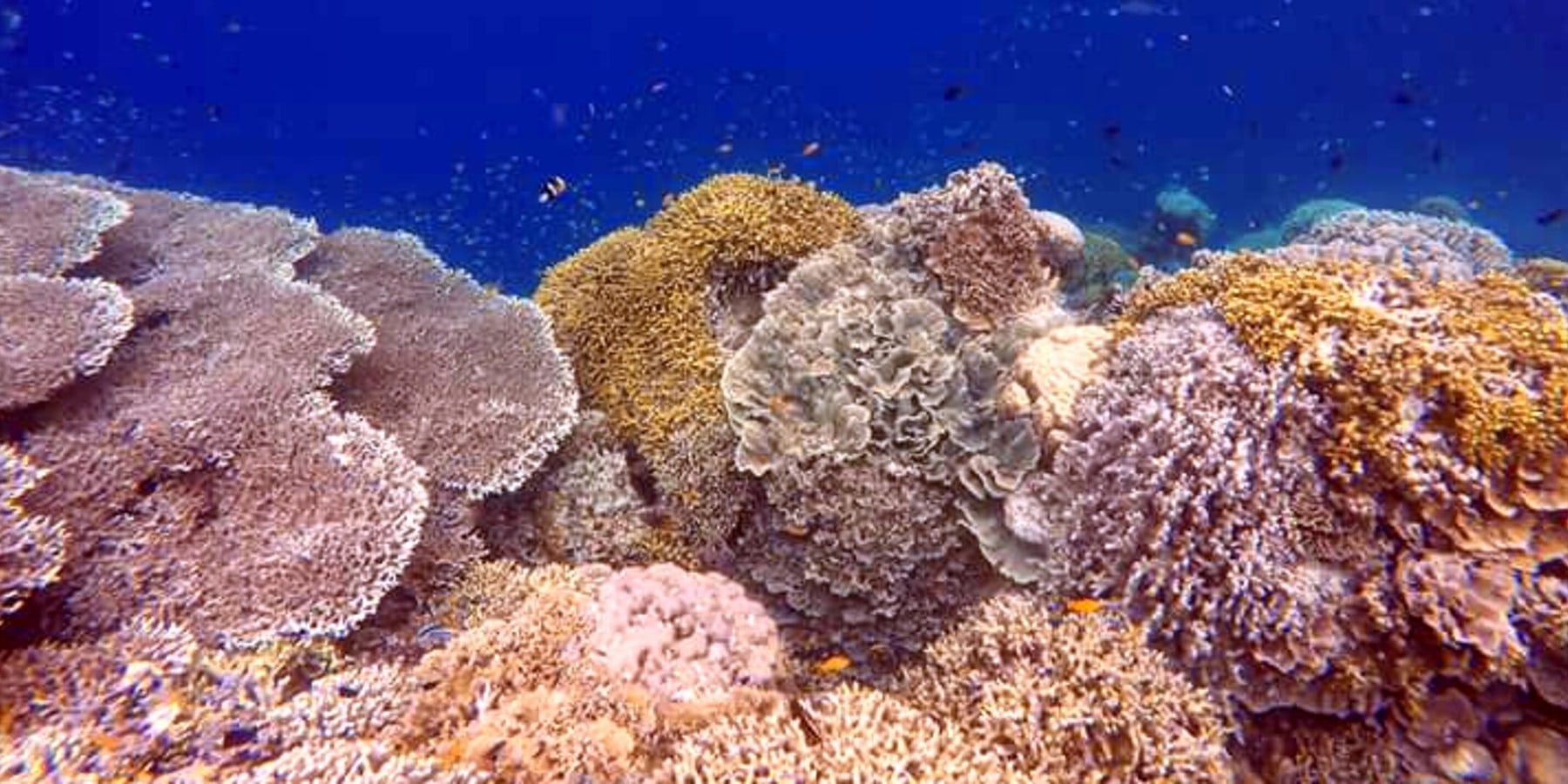 Article cover image