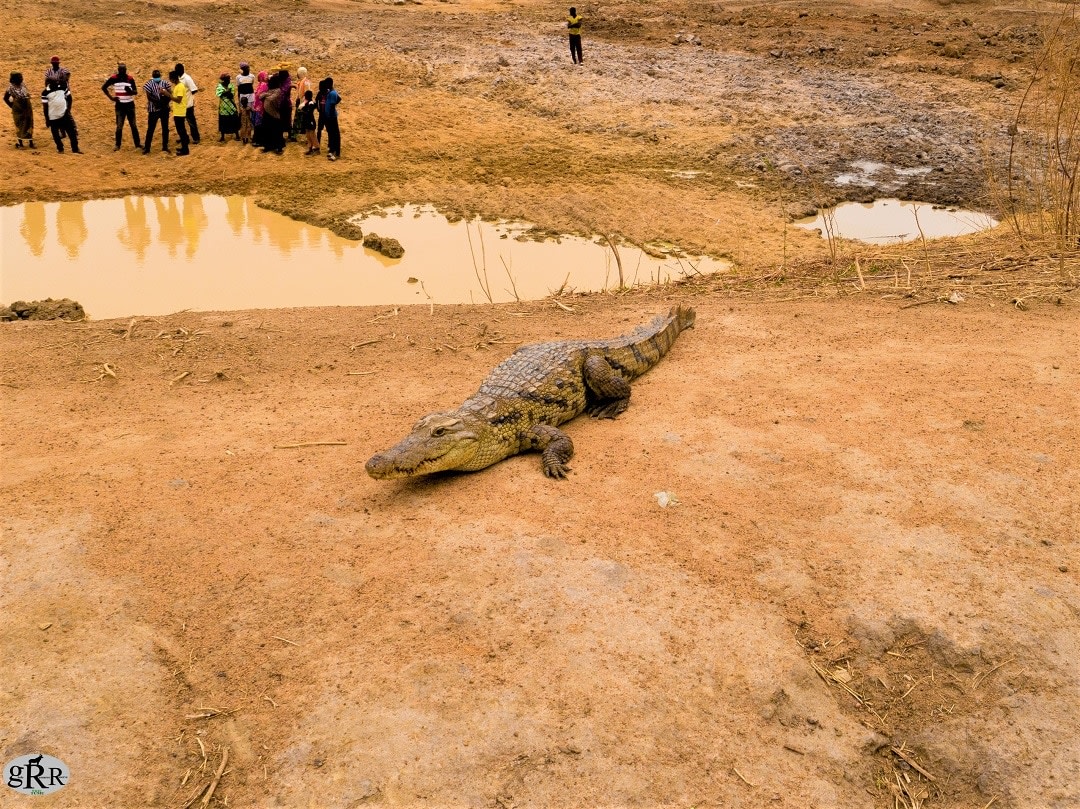 Crocodile Habitat of the Gwollu Community