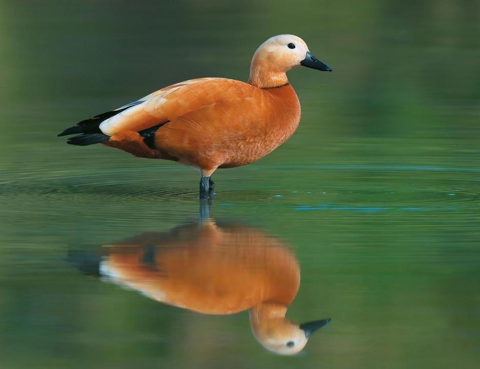 Ruddy Shelduck