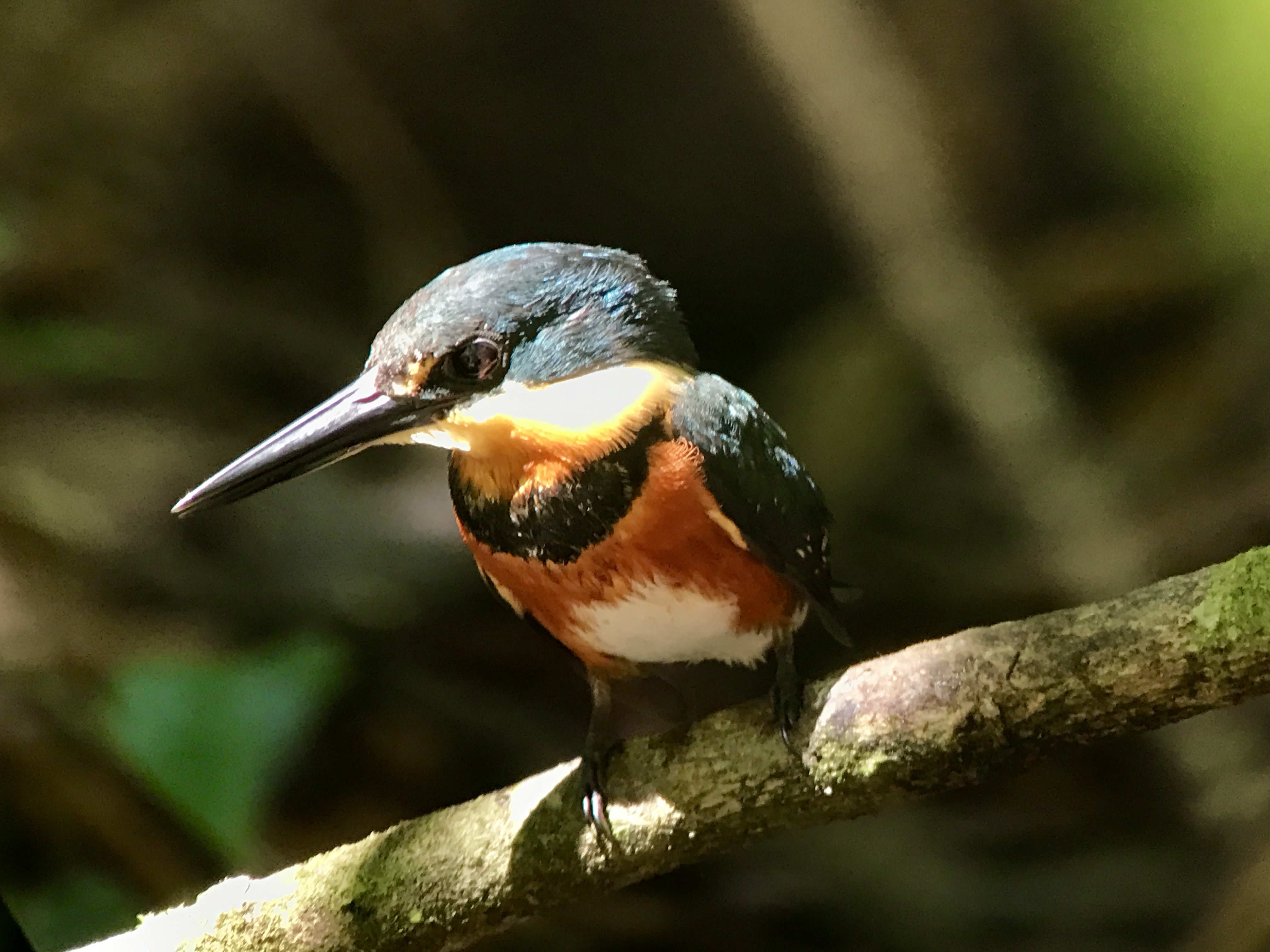 Sight wildlife at Manuel Antonio National Park live online tour from