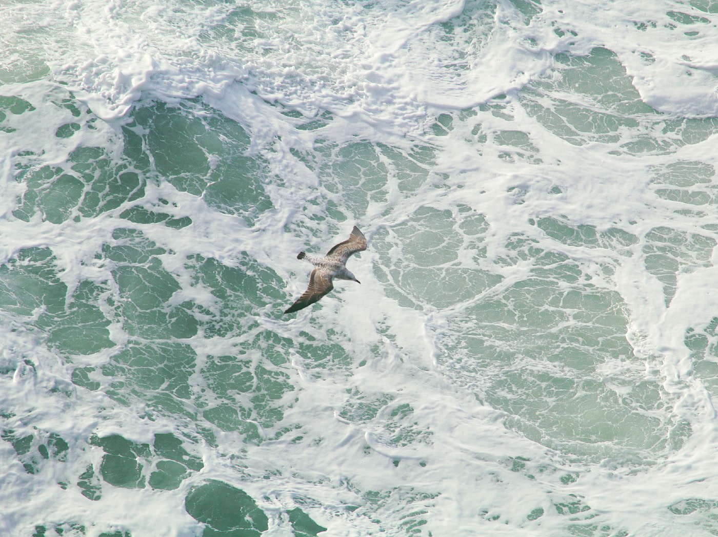 Scraps of Memory: Ode to Nazare