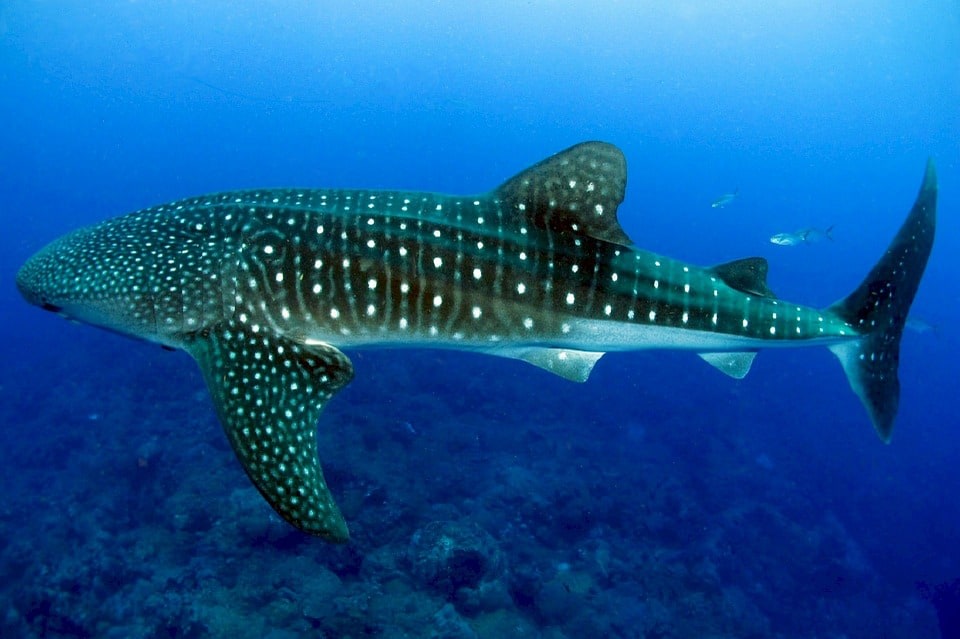 View Whale Sharks in Talisayan