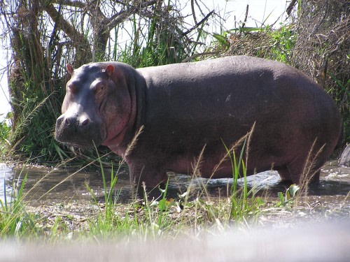 How to get to Queen Elizabeth National Park