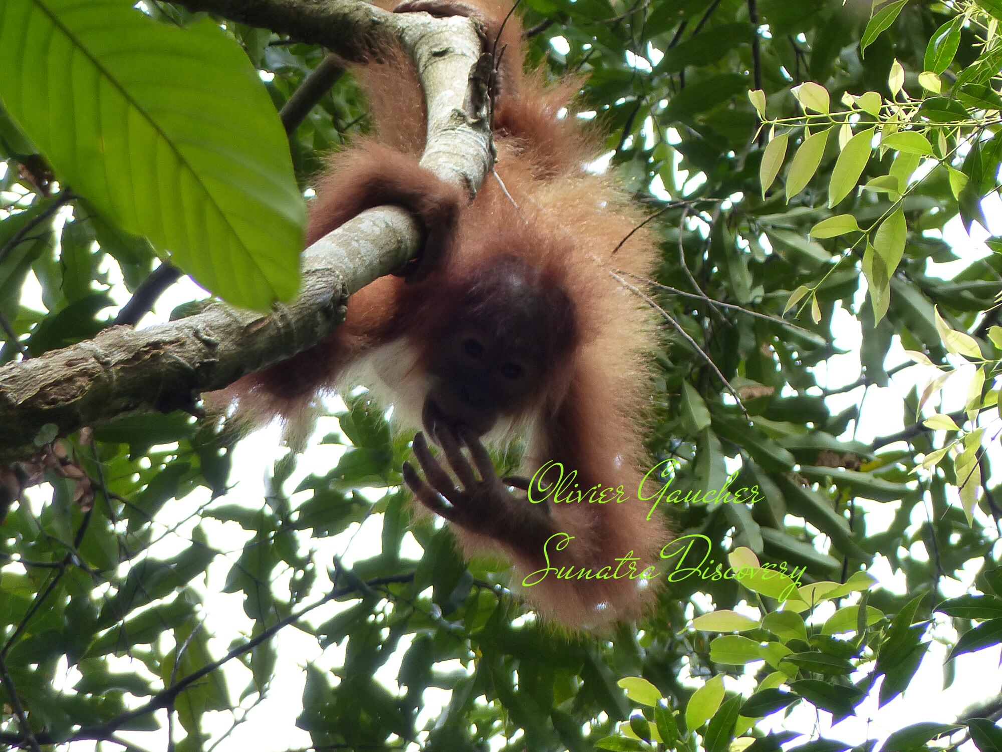 Bukit Lawang Orangutan Adventure