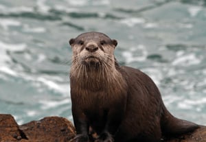 Seeing an Otter on the Vaal