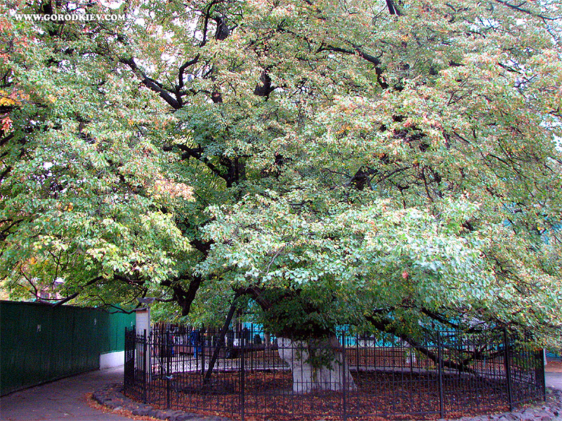 The ancient lime tree in Kyiv