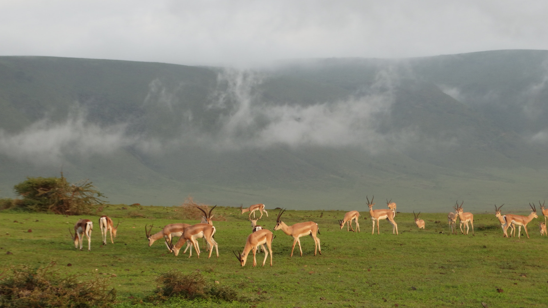 Great Serengeti Wildbeest Migration