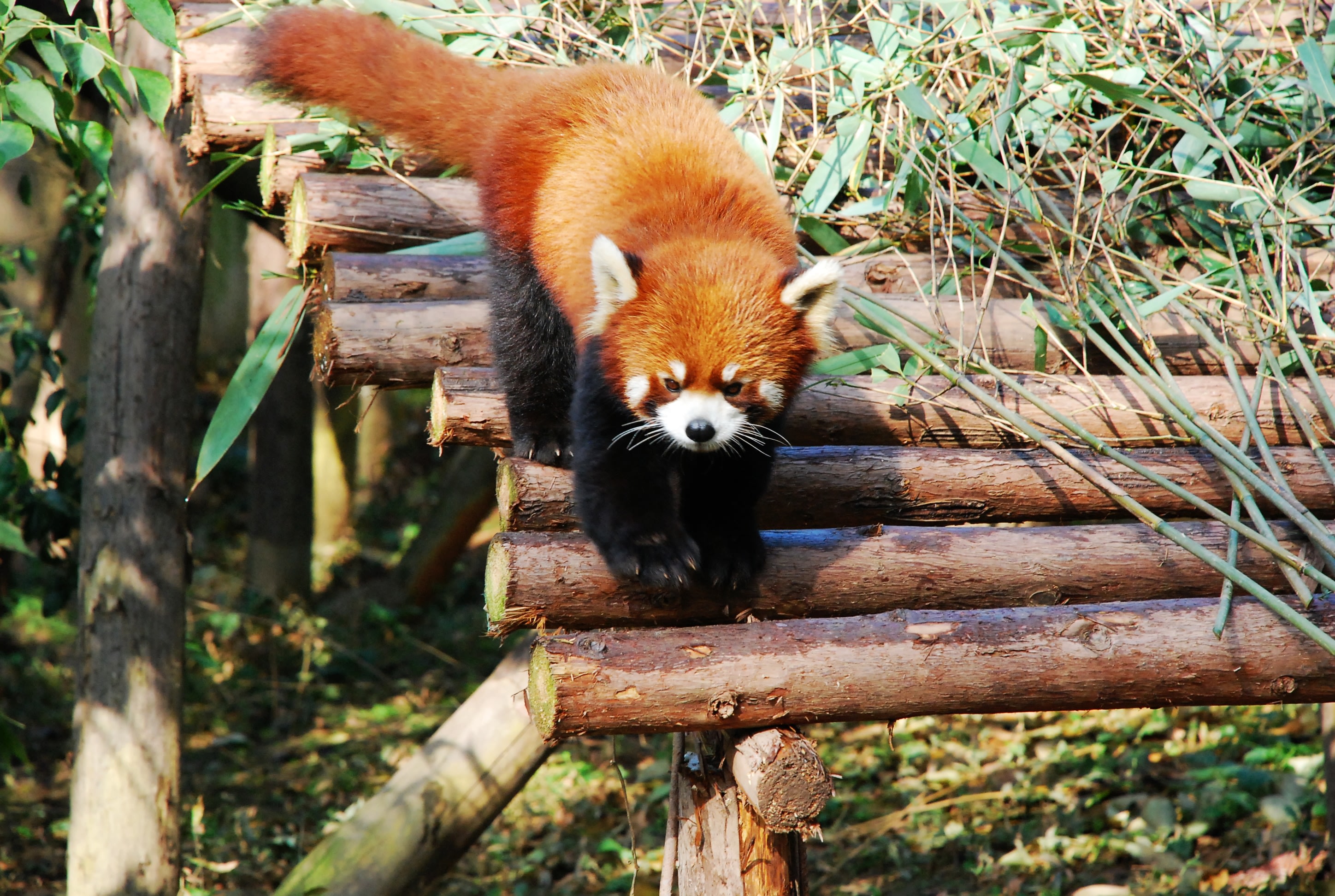 panda tour chengdu