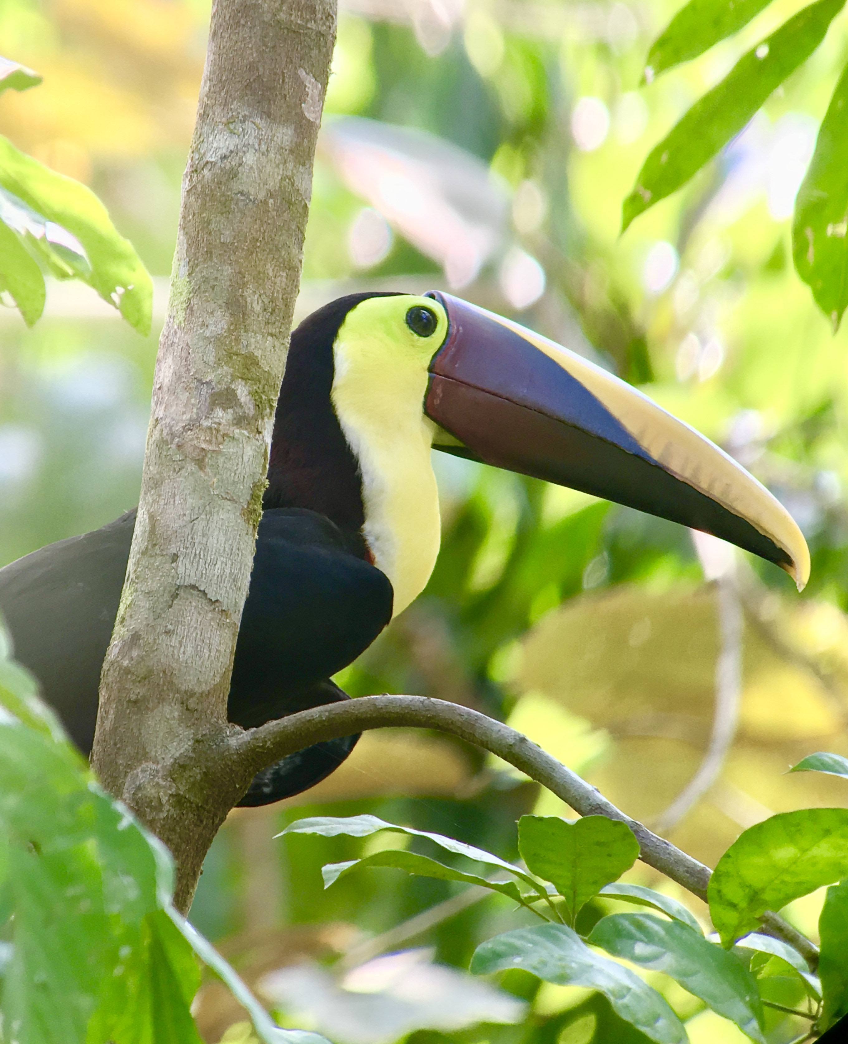 Sight wildlife at Manuel Antonio National Park live online tour from