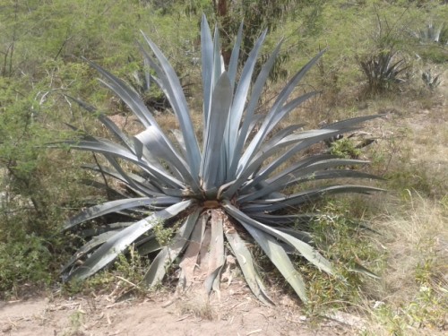 Agave (Agavaceae)