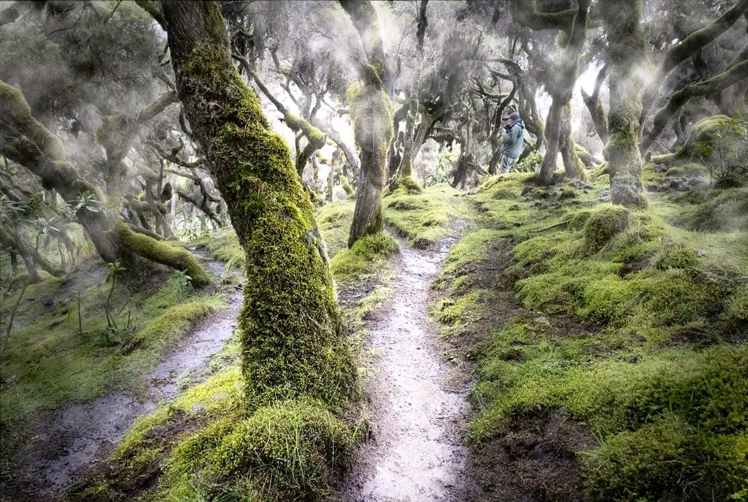 Harenna Forest (The Southern Cloud Forest)