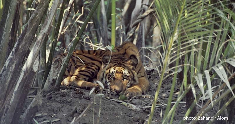 Sundarban- The world Largest Mangrove Forest