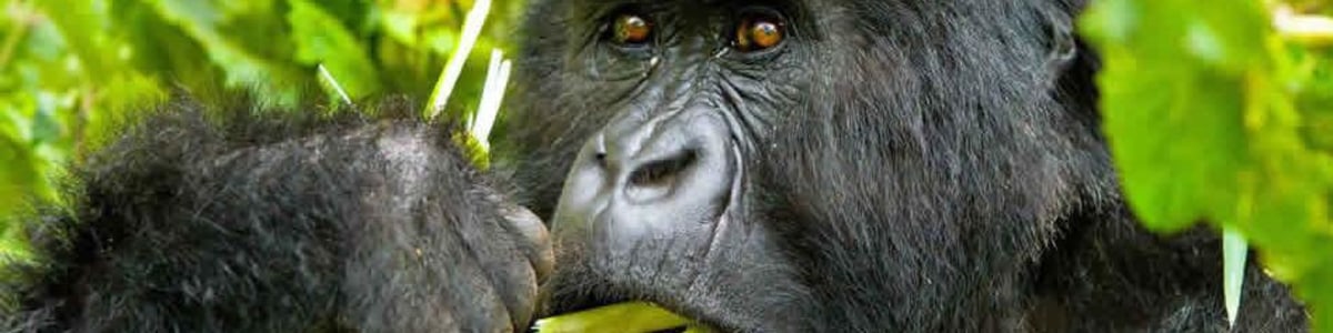 Gorilla-Safaris-Adventure-in-Uganda
