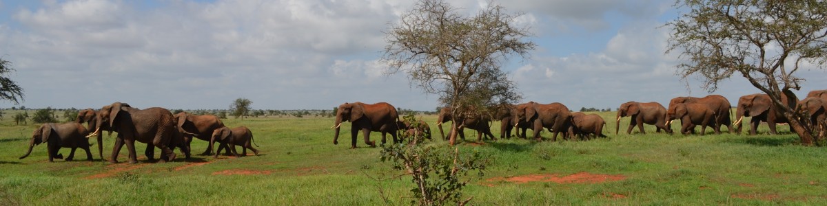 RHINO-TOURIST-CAMP-in-Kenya