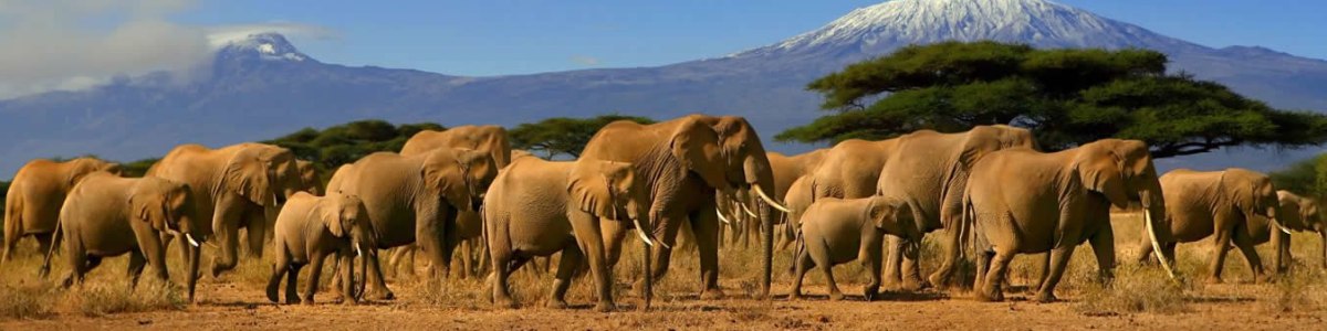 Budget-Holiday-Safaris-in-Kenya