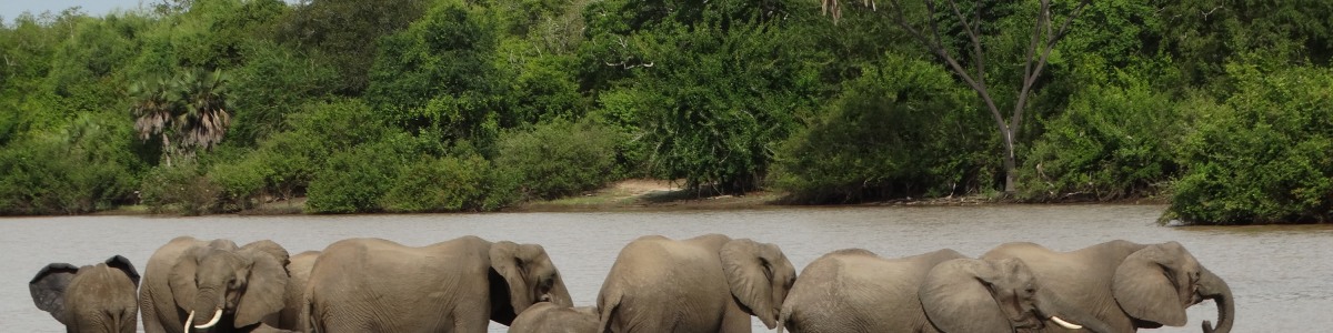 African-Pangolin-Safaris-in-Tanzania